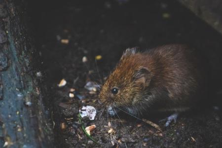 vole