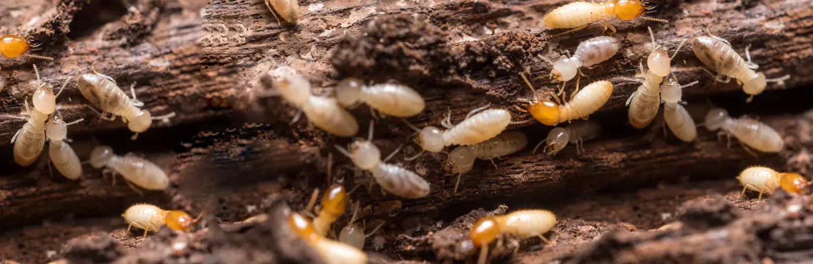 Termites on wood